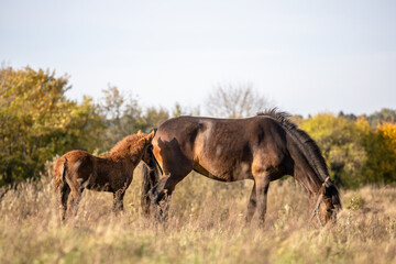 beautiful brown horse grazes in the meadow with its foal on a sunny day