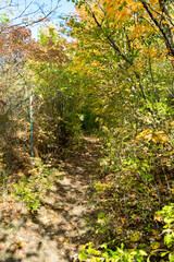 Autumn walk in the woods among the trees with colorful leaves