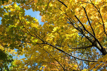 Autumn sunbeams shining through yellow leaves
