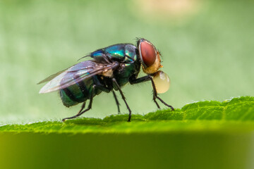 the common house fly in garden