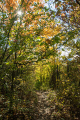 Autumn walk in the woods among the trees with colorful leaves