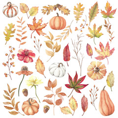 Watercolor autumn set of flowers and pumpkins, leaves on a white background.