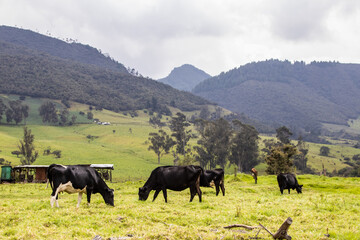 Fototapeta na wymiar Herd of dairy cattle in La Calera in the department of Cundinamarca close to the city of Bogotá in Colombia