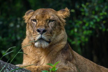 the lion in safari park