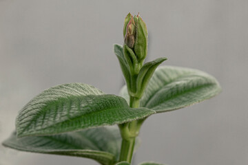 Planta Tibouchina con patron de lineas