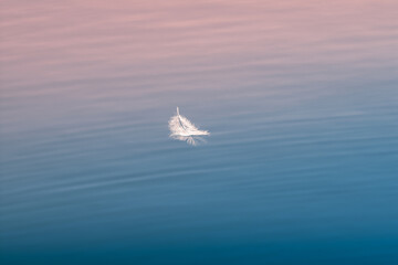 sunrise, feather in water 
