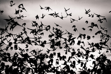 Fototapeta na wymiar swarm of birds in summer. back light and abstract