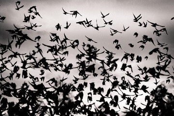 swarm of birds in summer. back light and abstract