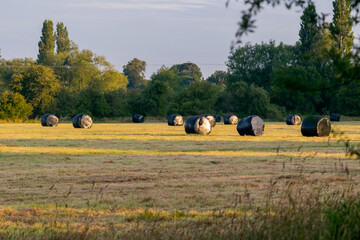 Freshly harvested wheat field with bales packed into black film, field in first rays of morning sun, beautiful british rural landscape.