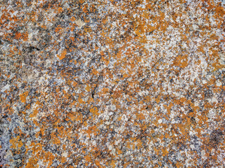 Seamless stone texture with fragments of rocks and fungus. Natural stone background.