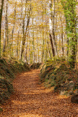 camino a través de un bosque otoñal