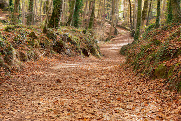 camino a través de un bosque otoñal
