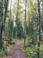 Wandern im Harz Brocken - Wald und Teufelsstieg