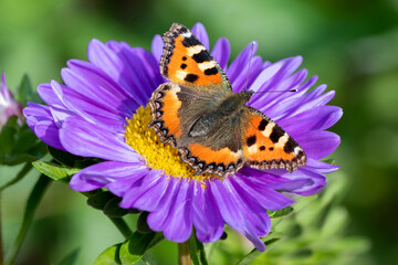 Urticaria butterfly on a blue Aster flower. Sharp macro photography