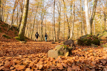 Paseo por un bosque otoñal