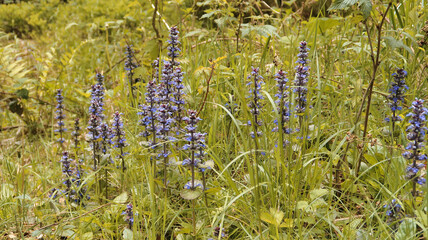 Lupinen im Wald - Harz Deutschland
