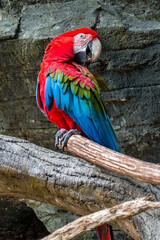 the red macaw parrot