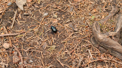 Käfer im Harz auf Blatt und Boden