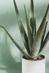 Aloe vera. Green tropical plant in a white pot. Green background