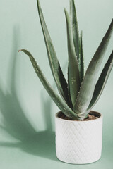 Aloe vera. Green tropical plant in a white pot. Green background