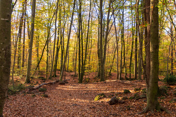 Bosque en oto&ntilde;o lleno de hojas en el suelo
 