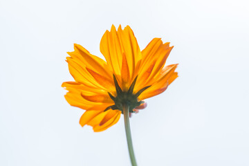 orange cosmos flowers