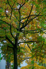 Green Maple tree fall leaf street landscape in Schoneberg Berlin Germany