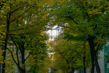 Green Maple tree fall leaf street landscape in Schoneberg Berlin Germany