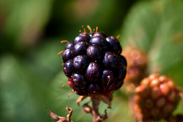 Closeup of a delicious blackberry ripened in the sun, in a field of green grass