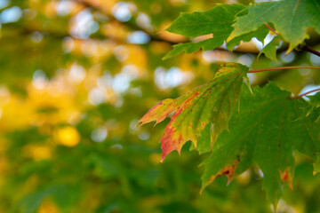Green Maple tree fall leaf closeup in Schoneberg Berlin Germany