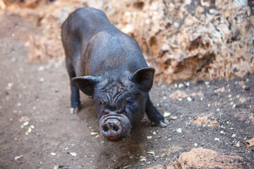 A black pig stands in the middle of the yard. Pig close-up