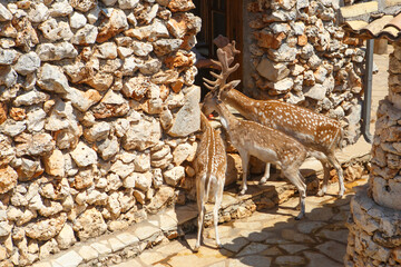 Spotted deer take food standing at the window of the room. Feeding deer