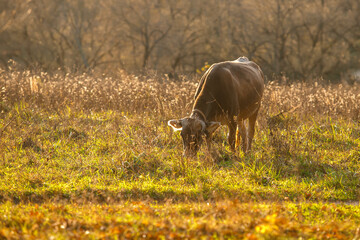 Cow grazing in a meadow, illuminated by the sun from behind. Copy space