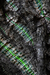 Closeup photo of interesting green bark of tree in Costa Rican forest.