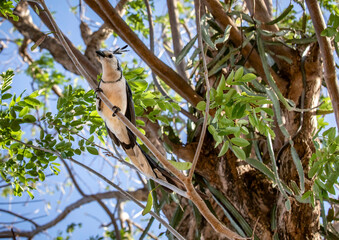 Photo of very nice and one of typical bird species in Nicaragua - Blue Jay
