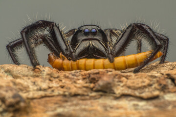 male black jumping spider