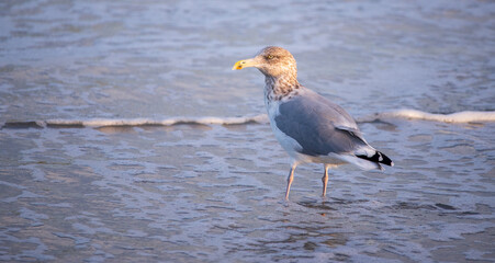 Seagull at the Beach