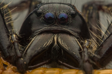 Fototapeta premium male black jumping spider