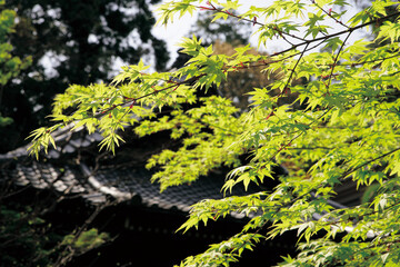 もみじ（紅葉）