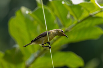 The Olive-backed Sunbird or Cinnyris jugularis