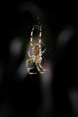 A spider on the web