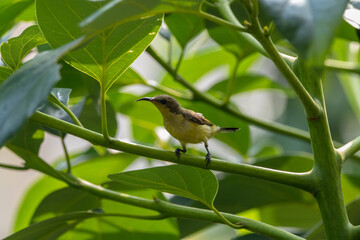 The Olive-backed Sunbird or Cinnyris jugularis