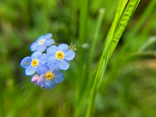 forget me not