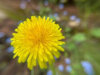 yellow dandelion flower