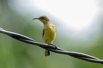 The Olive-backed Sunbird or Cinnyris jugularis