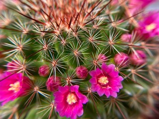 cactus flower