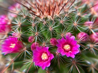 pink cactus flower