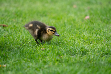 Naklejka na ściany i meble Duckling in spring on a grass