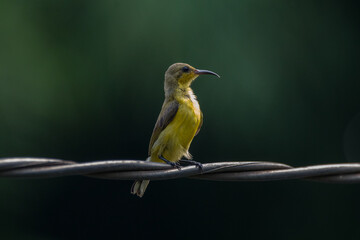 The Olive-backed Sunbird or Cinnyris jugularis