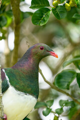 Close up of a Kereru New Zealand Wood Pigeon Bird 